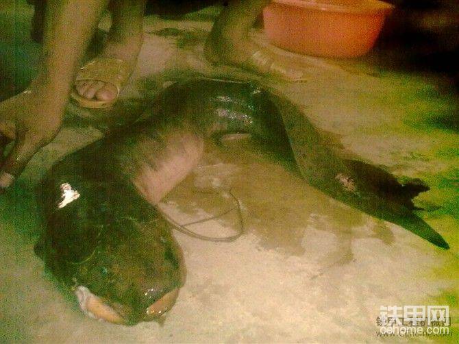 我也不知道什么魚(yú)