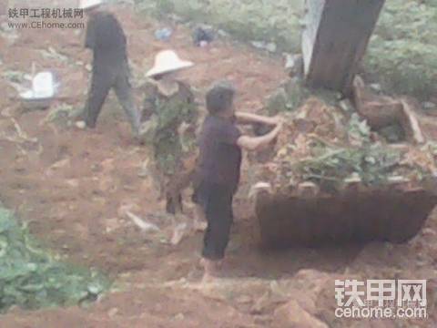 帮老百姓收花生