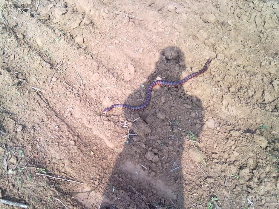 今天挖条蛇