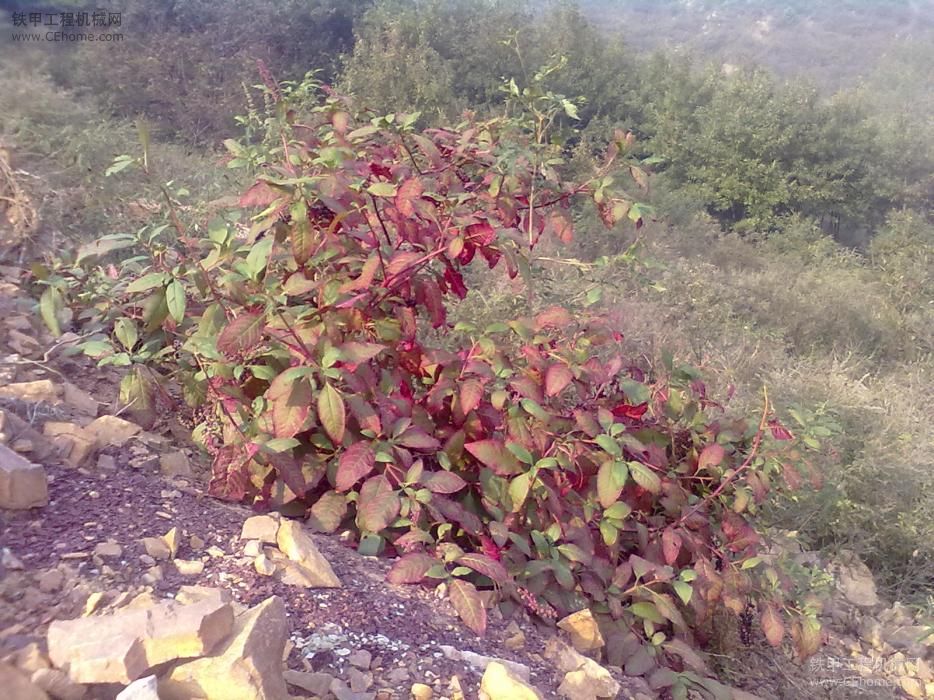 工地山上的野花