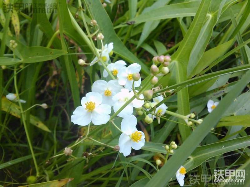   田间野花