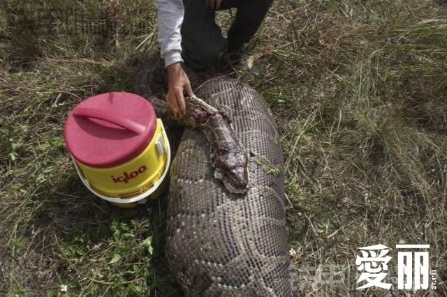 杯具 巨蟒被鹿撐死