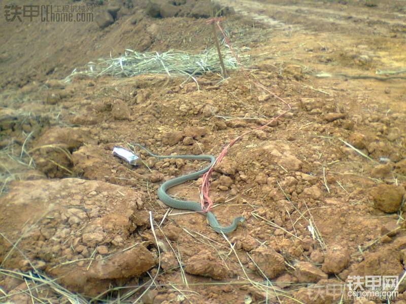 沒(méi)袋子，找了根繩子栓住它，看樣子它很氣憤