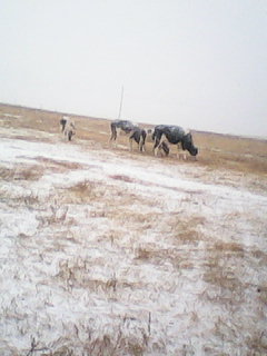 2011年9月20日。內(nèi)蒙的第一場(chǎng)雪