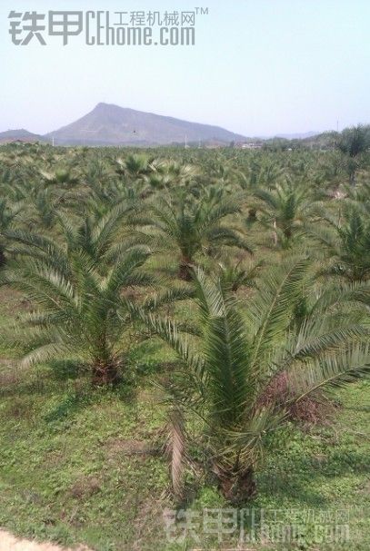 鐵樹棕樹花卉種植基地