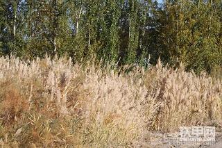 玉柴230-8    500小时使用报告