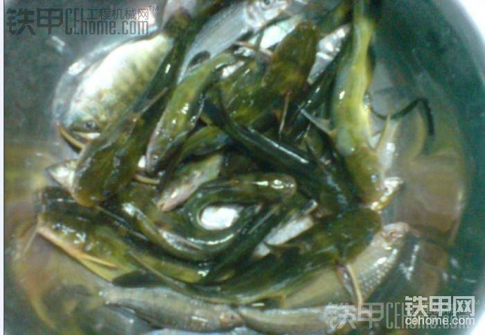 小的黃蜂魚(yú)