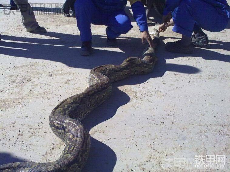 5米长的蟒蛇