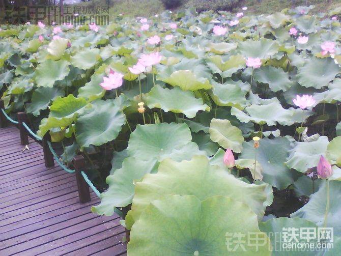 圖片