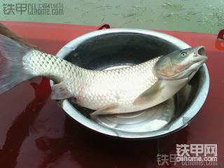 挖河道挖到的青鱼。。。纯天然野生！