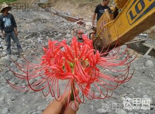 这是什么花