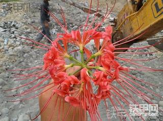 这是什么花
