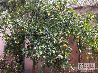 再战江湖---老切已不在！