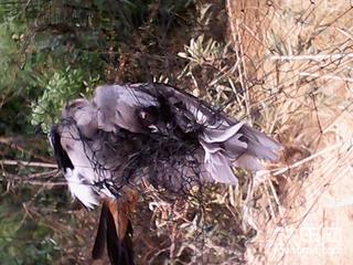 今天抓鸟 嘿嘿  中午煮老鼠干和鸟干