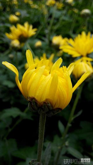 红米手机实拍图片，测试一下~~~~