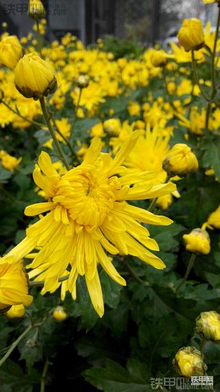 红米手机实拍图片，测试一下~~~~