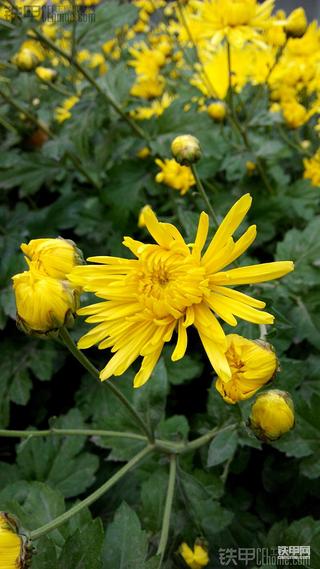 红米手机实拍图片，测试一下~~~~