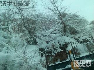 甲友们来看雪景。