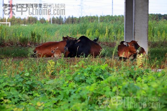 三一挖機(jī)昆山基地~~后勤基地很霸道~牛羊成群