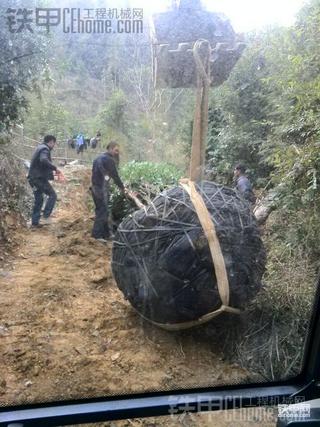 替班柳工908D挖掘机吊两吨半重的桂花树 实拍过程