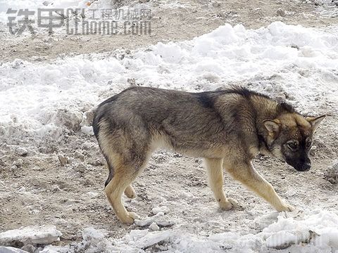 【三姨】被凍住了！ 好心疼！?。。。。。? onerror=