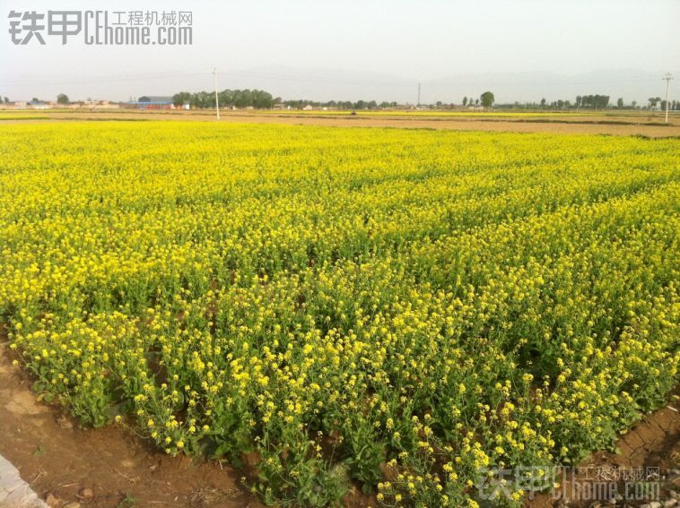 漂亮的油菜花地和祥和温馨的农家小院