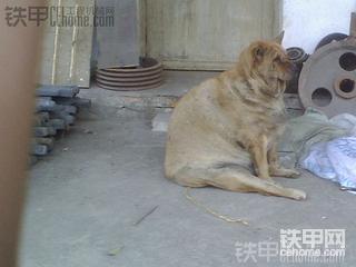 玉柴挖掘机累了，直接侧翻了