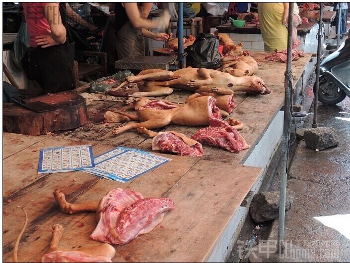 广西玉林狗肉节将举行 引爱狗人士反抗，朋友们对这有什么看法？