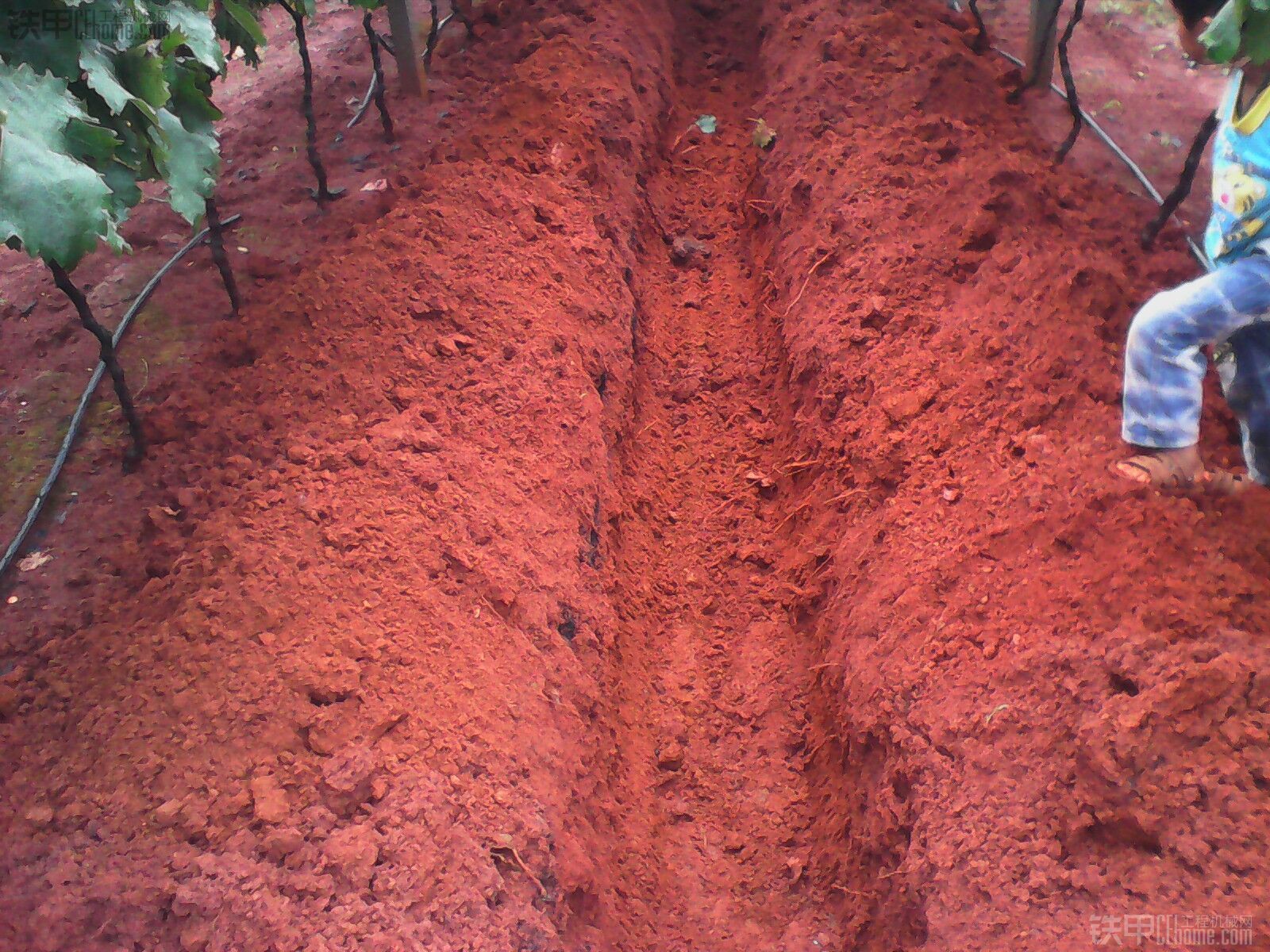 开普18机云南葡萄园地挖施肥沟作业