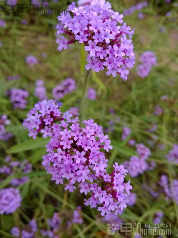 这张图如何? （以及过节送花）