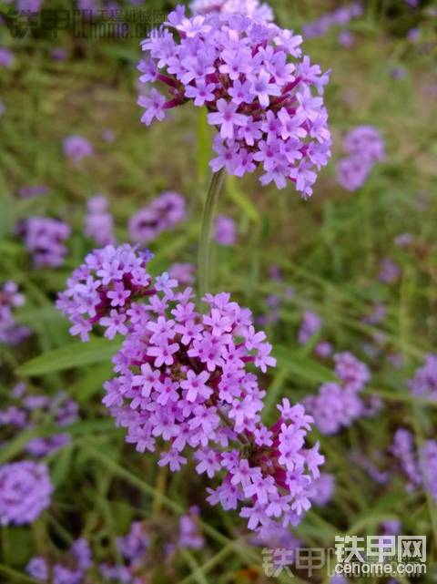 這張圖如何? （以及過節(jié)送花）