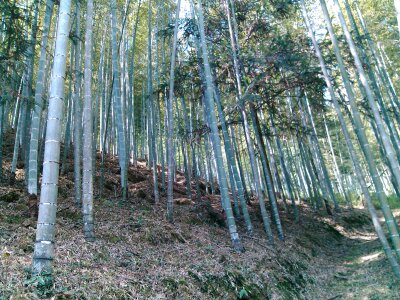 【鐵甲五周年】繁華散盡，依舊單身