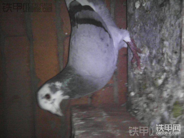 愛鴿