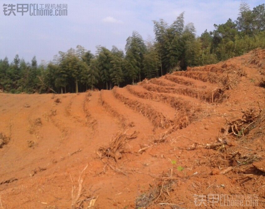 最近挖的茶山