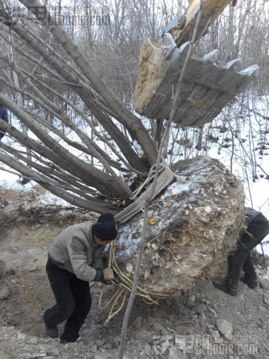 冬季植植樹，挖機 圖