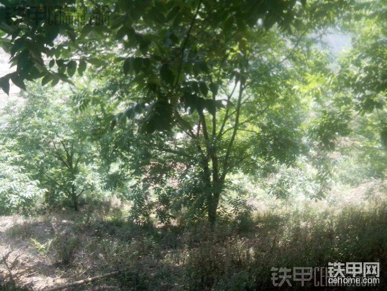 核桃，多点的一棵树可以卖1w多，随便一个农村家庭都是10几万
