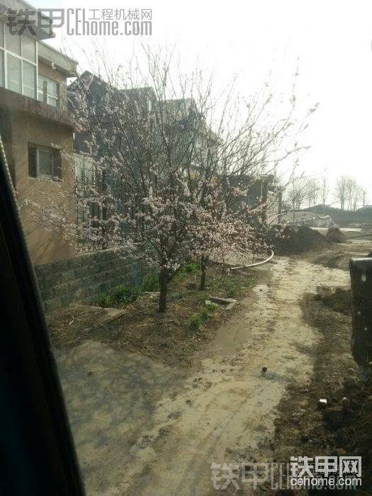杏花，漂亮
