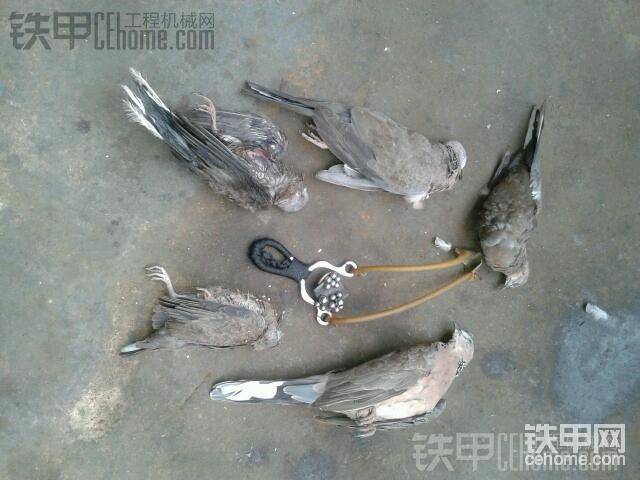 這個(gè)不好打，隔很遠(yuǎn)就飛！

