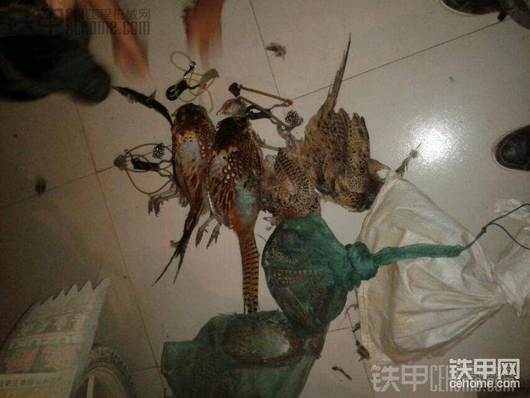 白天沒干活，晚上出去溜溜！
