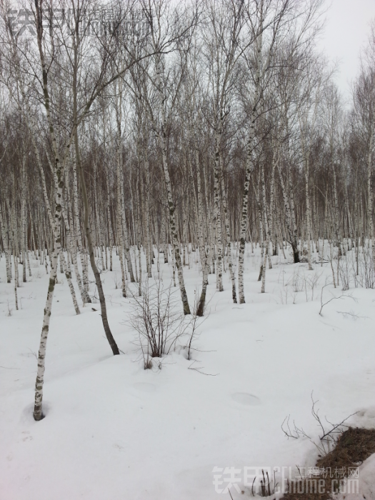 看看东北的天气，到现在雪不化，