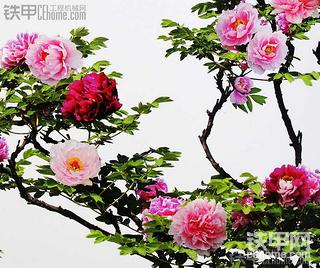 花开中原 铁宝贝&amp;郑州成钢专场竞拍会直播开贴【持续更新】