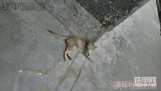 天天弄这玩意！开年来就休过三天！