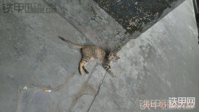 好销魂的喵星人
