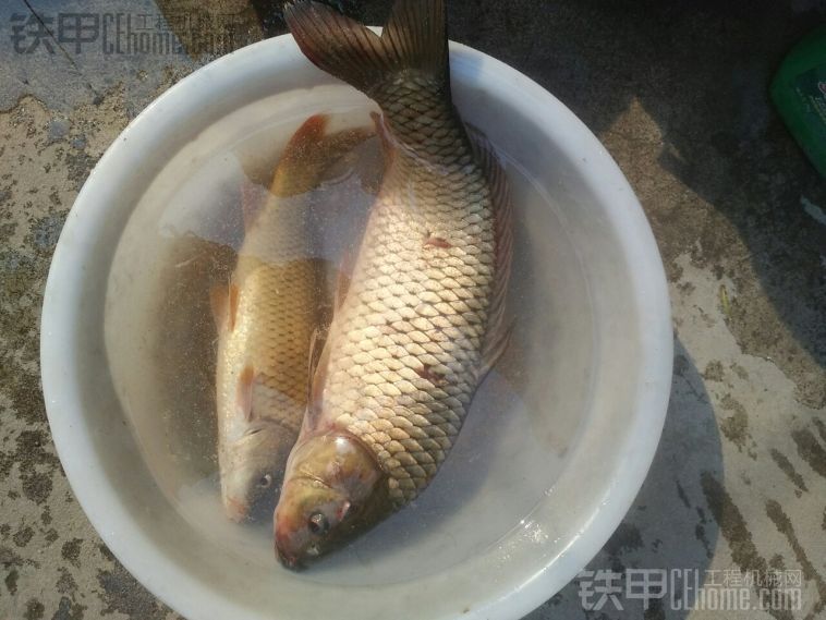 今天沒(méi)活 水庫(kù)釣的鯉魚