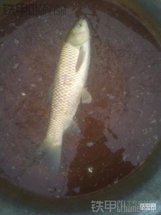 挖机晒铁。。抓鱼