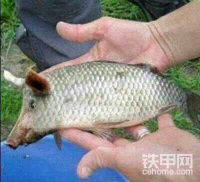 豬頭魚(yú)身
