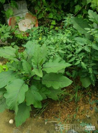 [六一]一份耕耘，一份收获……