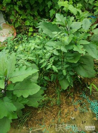 [六一]一份耕耘，一份收获……