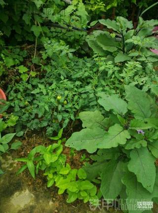 [六一]一份耕耘，一份收获……