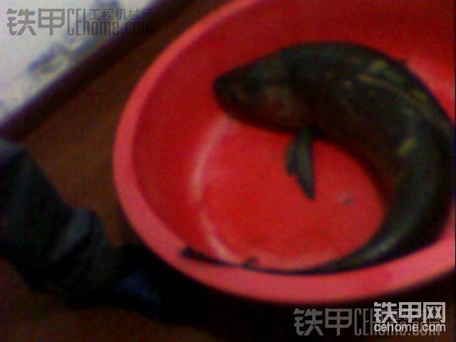 这一辈子都难得再遇到了。因为去偷钓之前就听说鱼塘里都是大鱼&#6